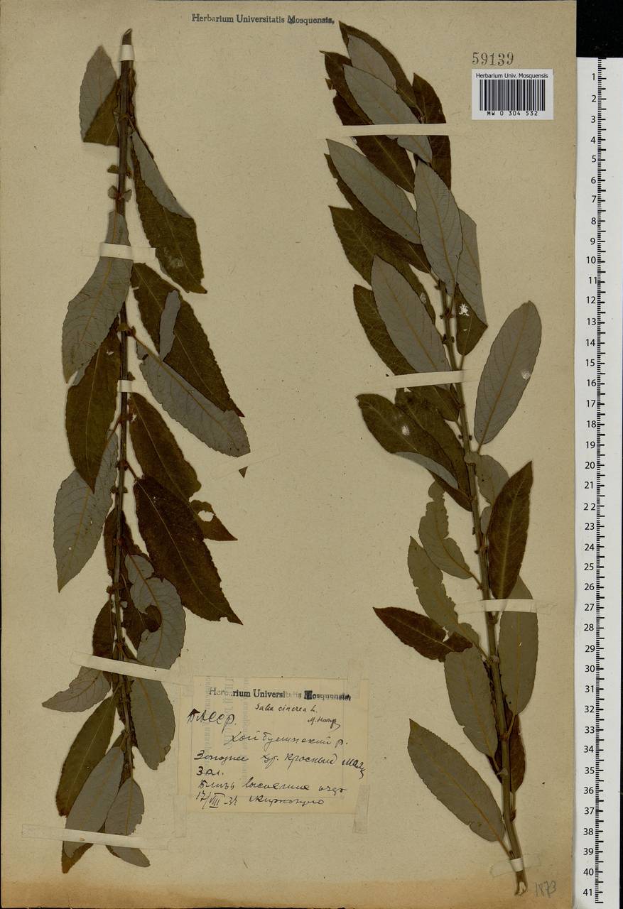 Ива пепельно-серая L., Восточная Европа, Восточный район (E10) (Россия)