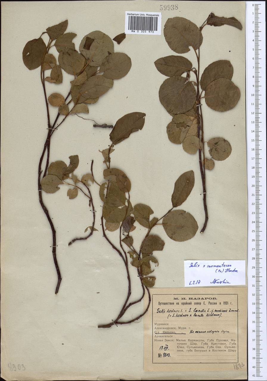 Salix ×sarmentacea (Fr.) Hegi, Восточная Европа, Северный район (E1) (Россия)