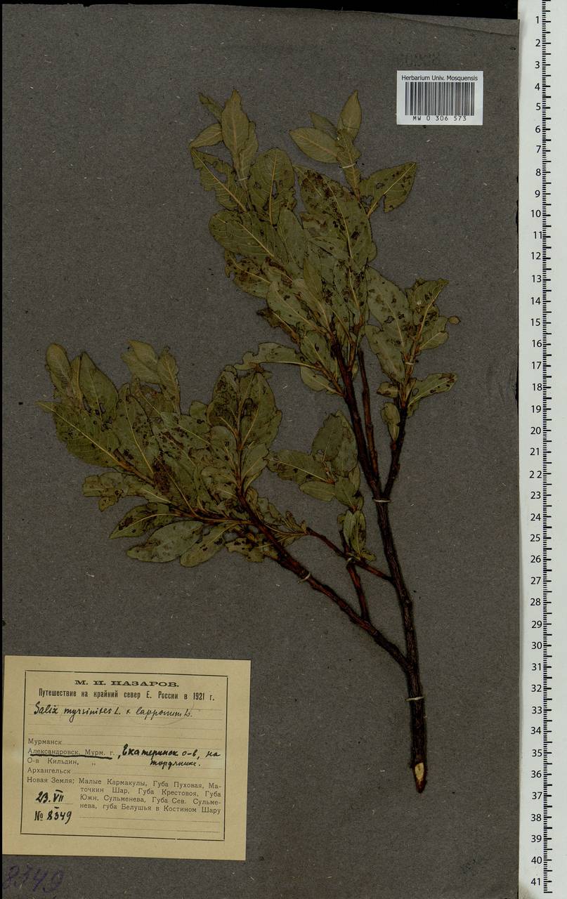 Salix lapponum × myrsinites, Восточная Европа, Северный район (E1) (Россия)