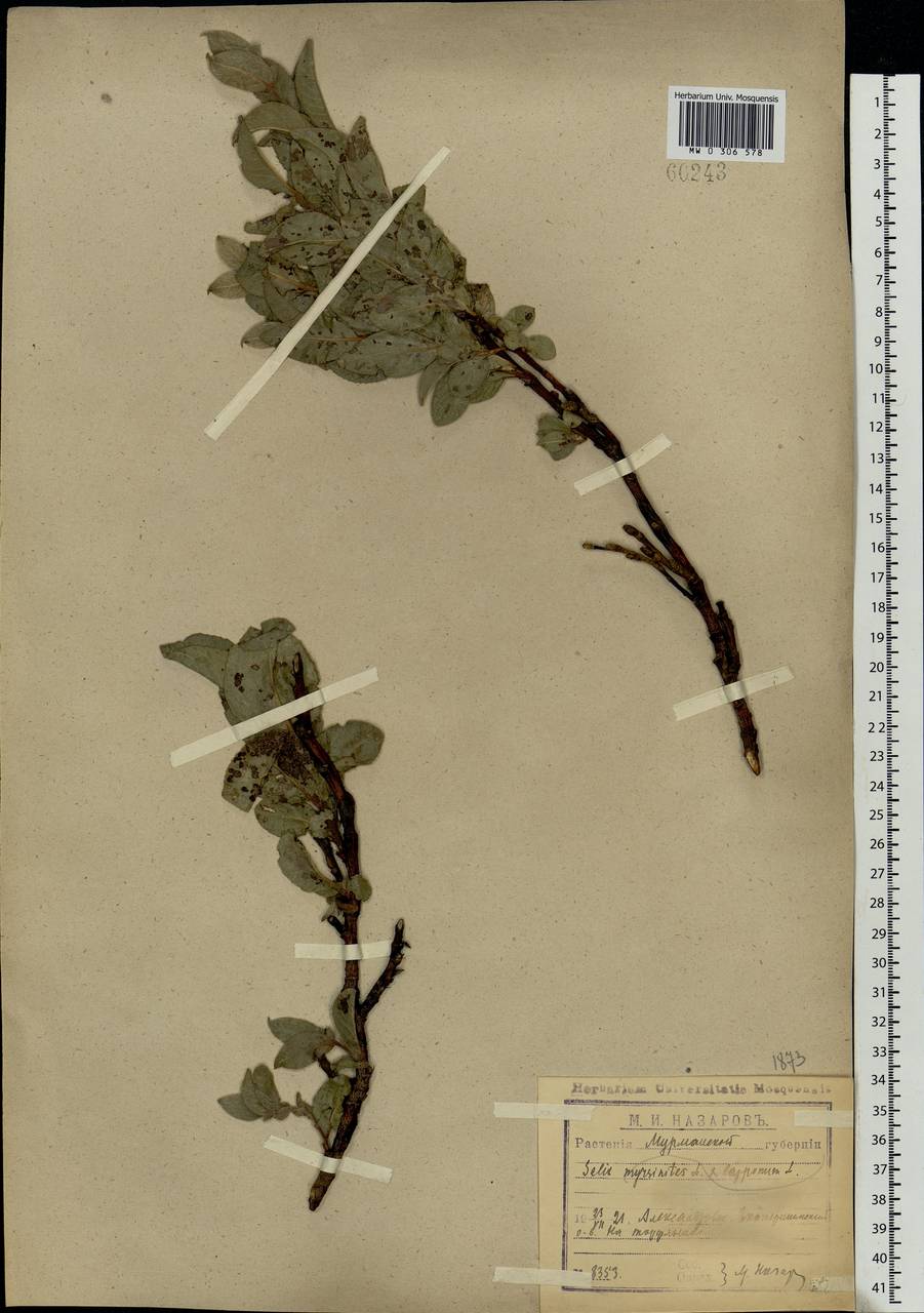 Salix lapponum × myrsinites, Восточная Европа, Северный район (E1) (Россия)