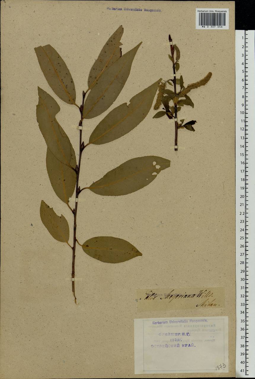 Salix ×meyeriana Rostk. ex Willd., Восточная Европа, Латвия (E2b) (Латвия)