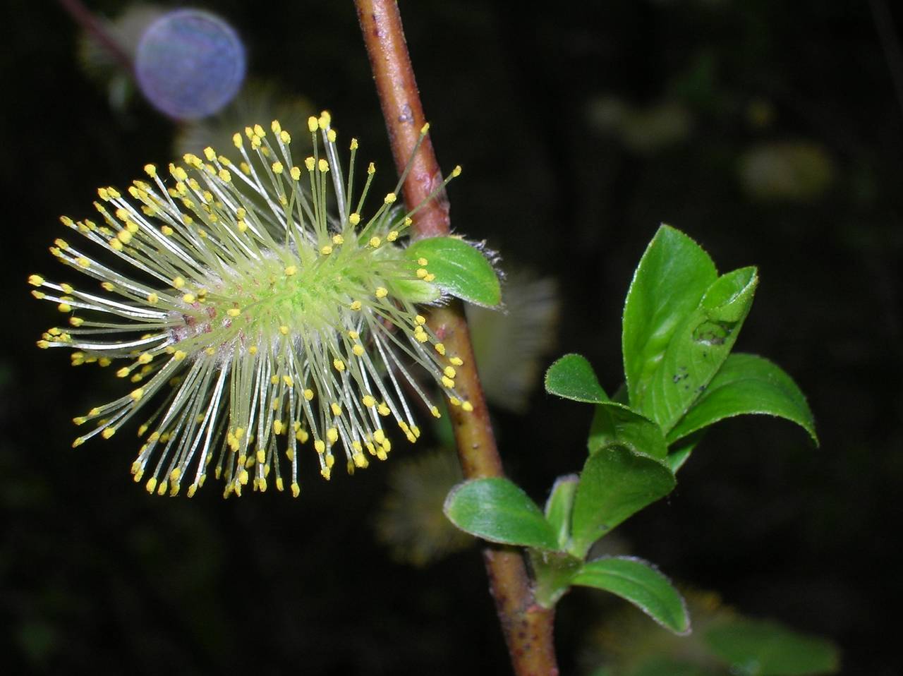 Ива чернеющая. Ива мирзинолистная. Ива ушастая (Salix Aurita l.). Salix myrsinifolia. Ива чернеющая Кольская.