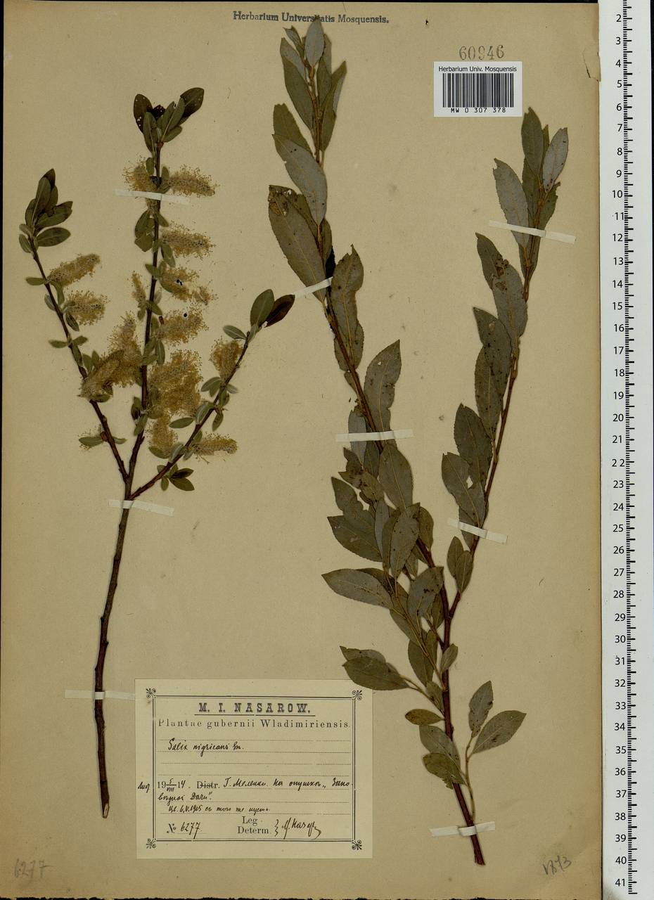 Ива чернеющая. Salix myrsinifolia. Ива мирзинолистная. Ива мирзинолистная описание.