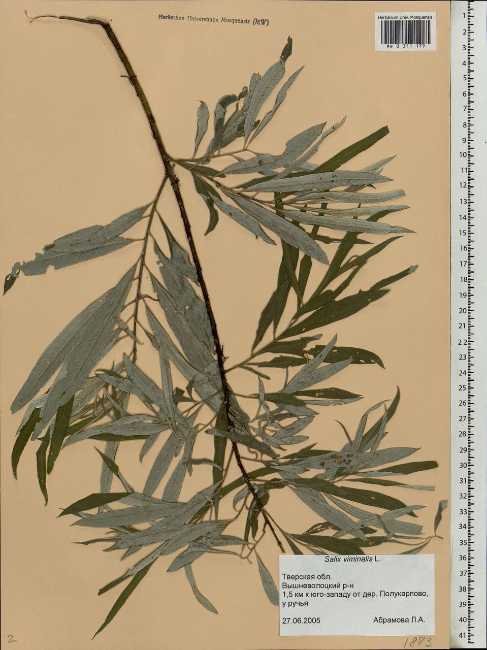 MW0311179, Salix viminalis (Ива прутовидная, Ива корзиночная), specimen