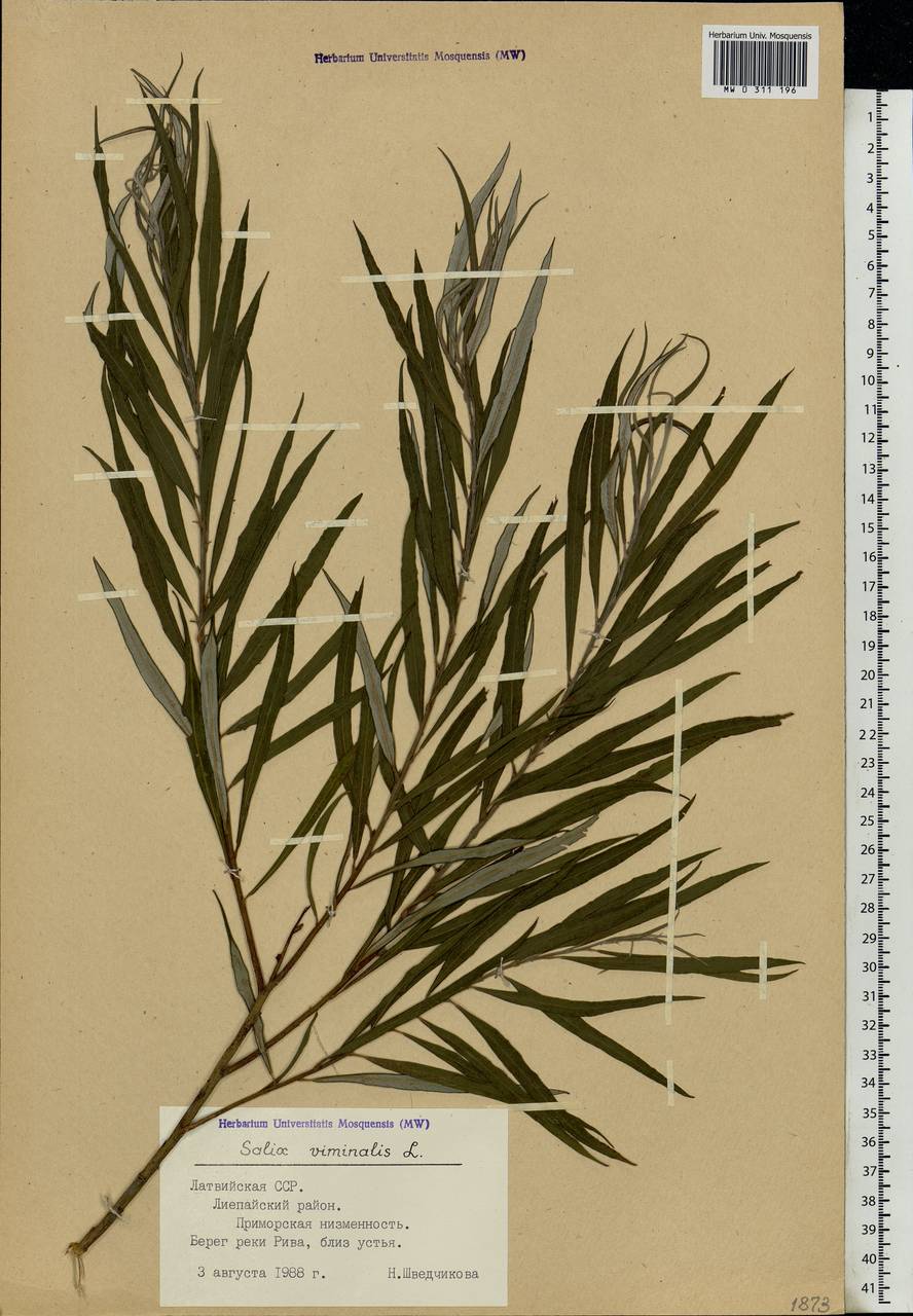 MW0311196, Salix viminalis (Ива прутовидная, Ива корзиночная), specimen