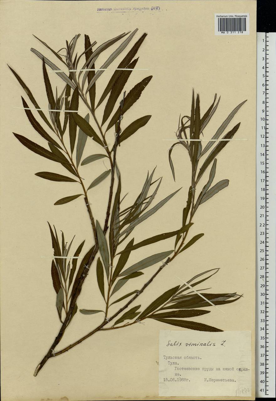 MW0311218, Salix viminalis (Ива прутовидная, Ива корзиночная), specimen