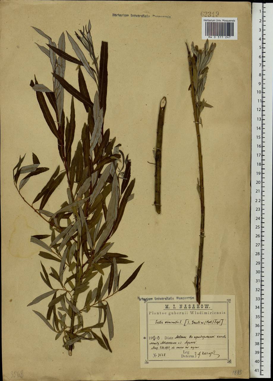 MW0311247-1, Salix viminalis (Ива прутовидная, Ива корзиночная), specimen