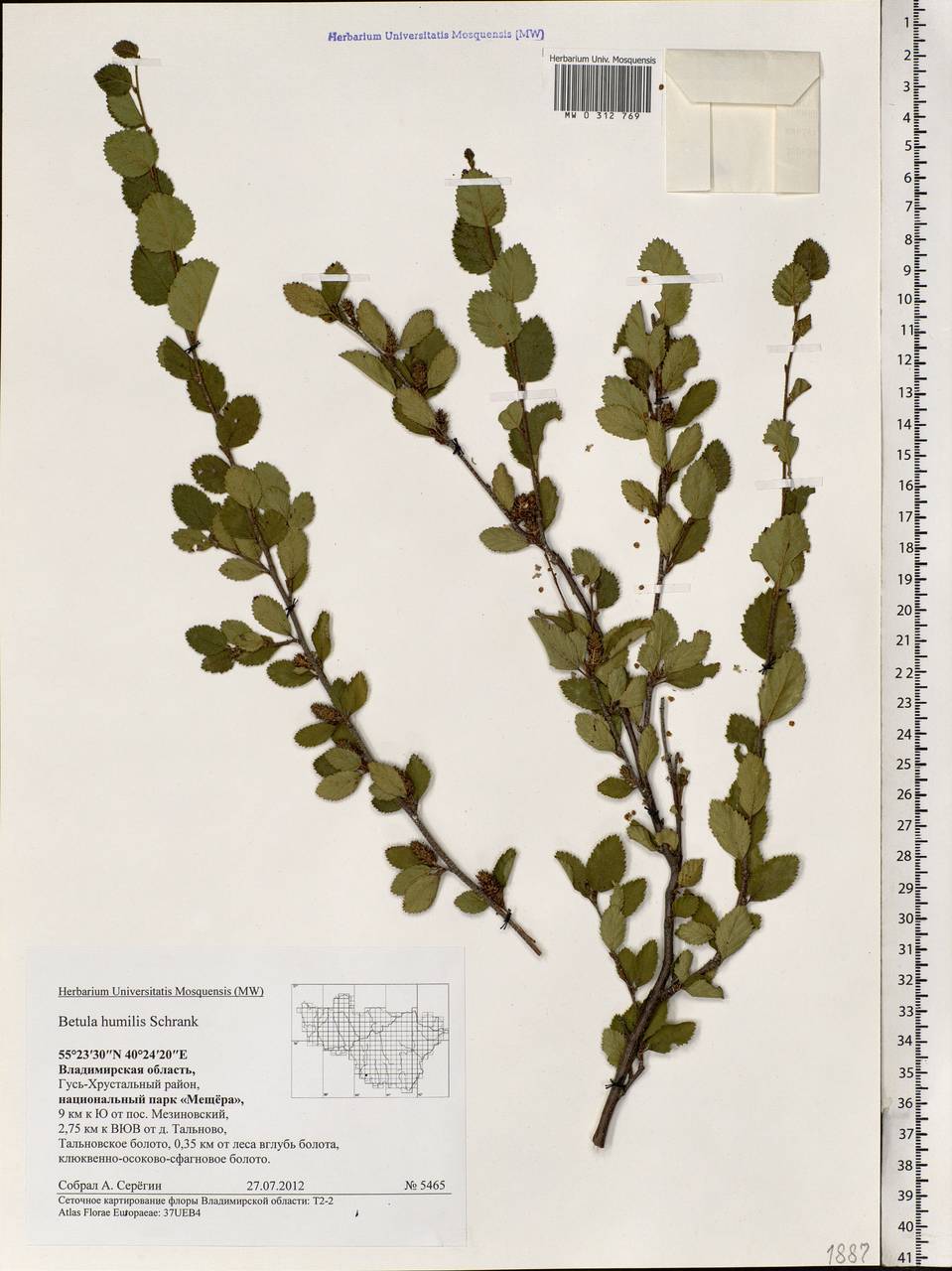 Береза приземистая. Betula humilis гербарий. Betula humilis ареал. Береза приземистая гербарий.