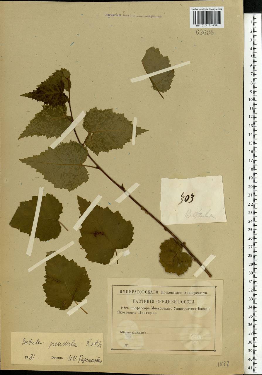 Betula pendula subsp. mandshurica (Regel) Ashburner & McAll., Восточная Европа, Московская область и Москва (E4a) (Россия)