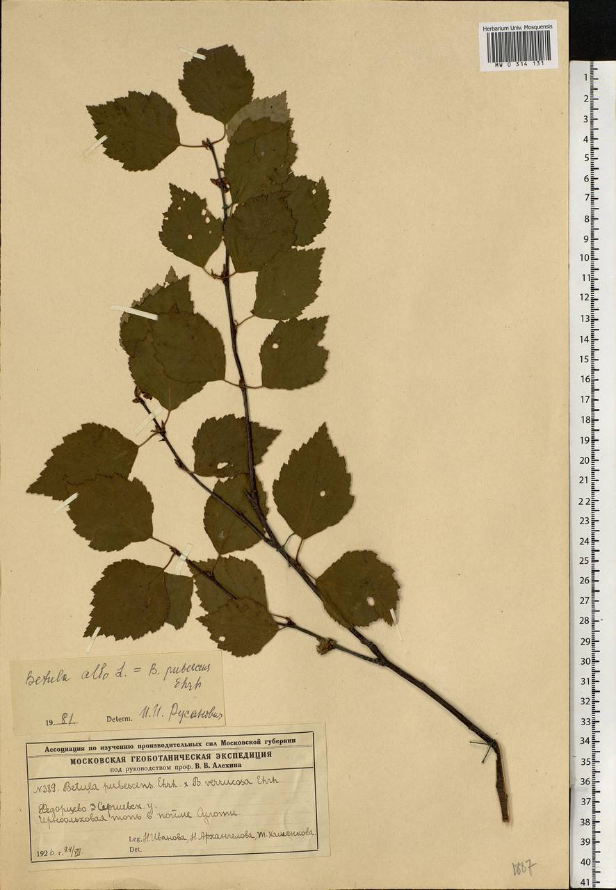 Betula × aurata Borkh., Восточная Европа, Московская область и Москва (E4a) (Россия)
