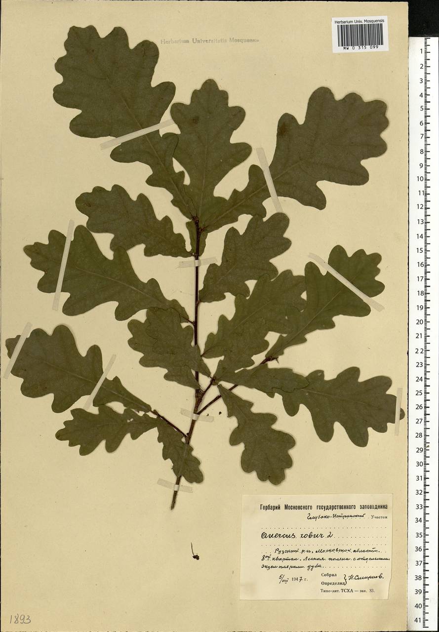 Quercus Robur гербарий