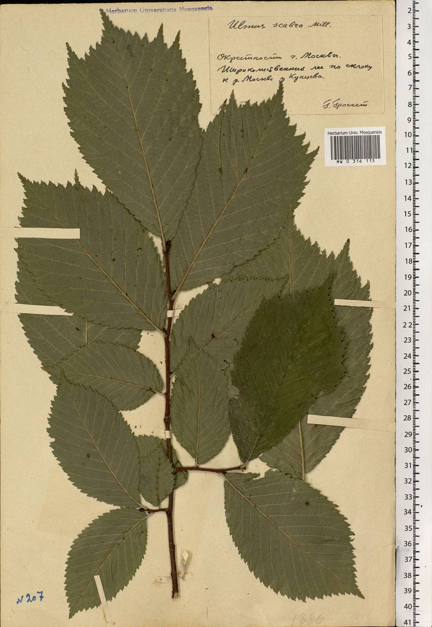 Ulmus glabra листья линейка