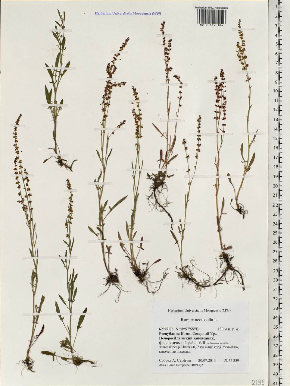 Щавелек – Rumex acetosella l.