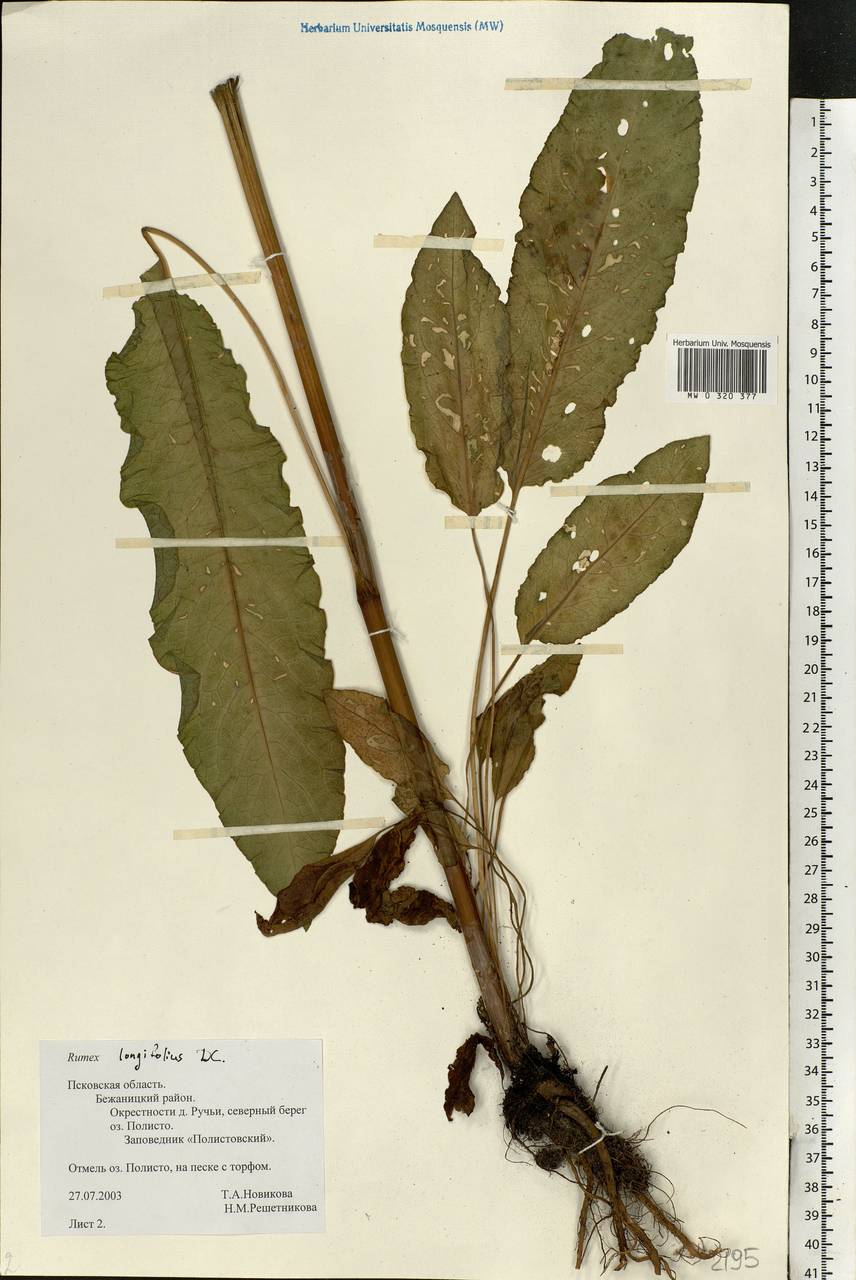 Rumex longifolius