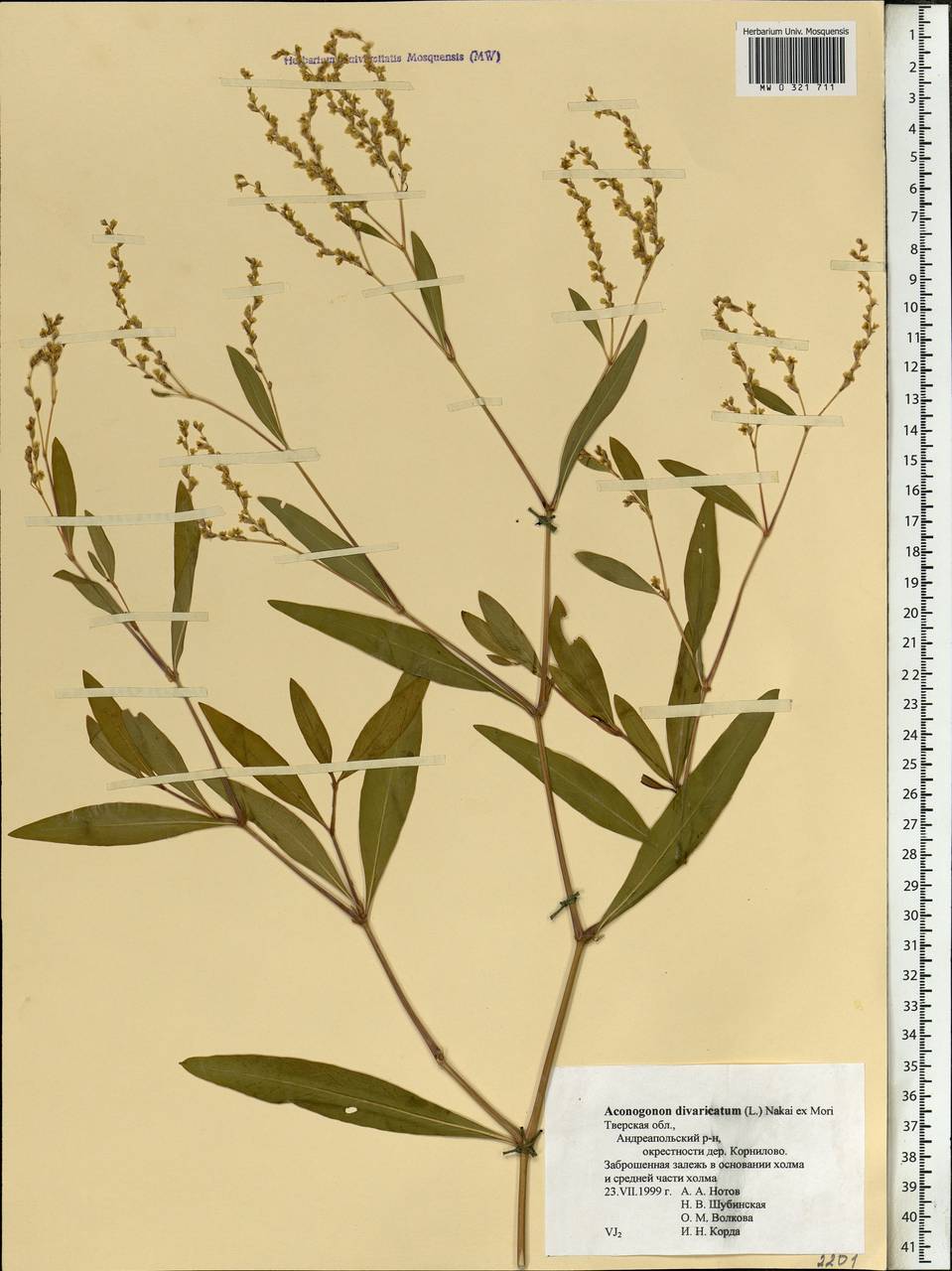 Polygonum divaricatum l