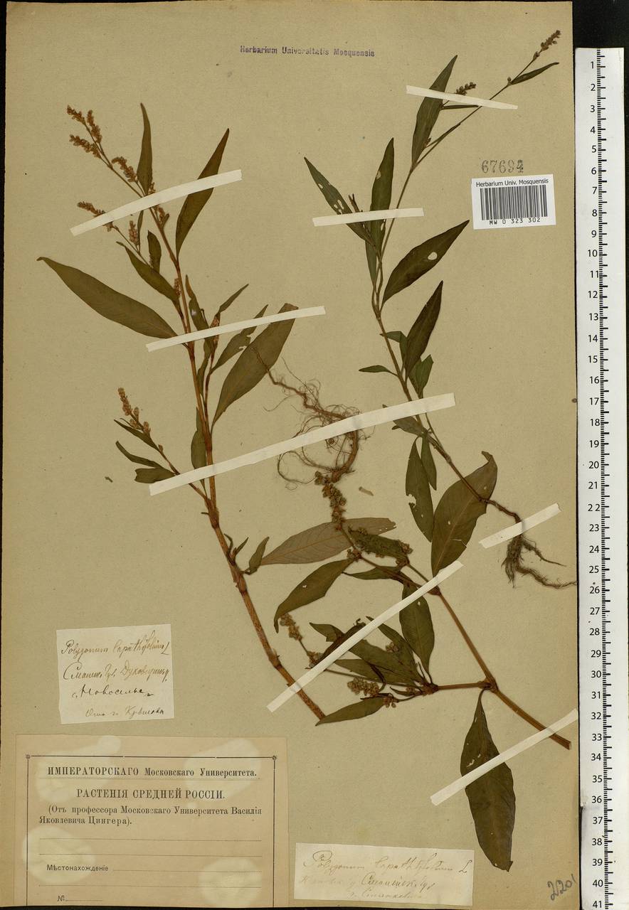 Горец развесистый, Горец щавелелистный (L.) Gray, Восточная Европа, Западный район (E3) (Россия)