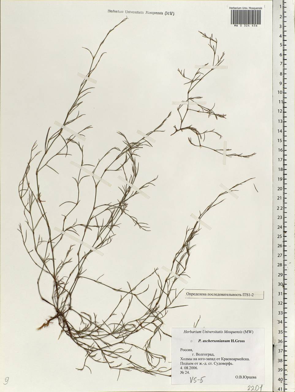 Спорыш Ашерсона H. Gross, Восточная Европа, Нижневолжский район (E9) (Россия)