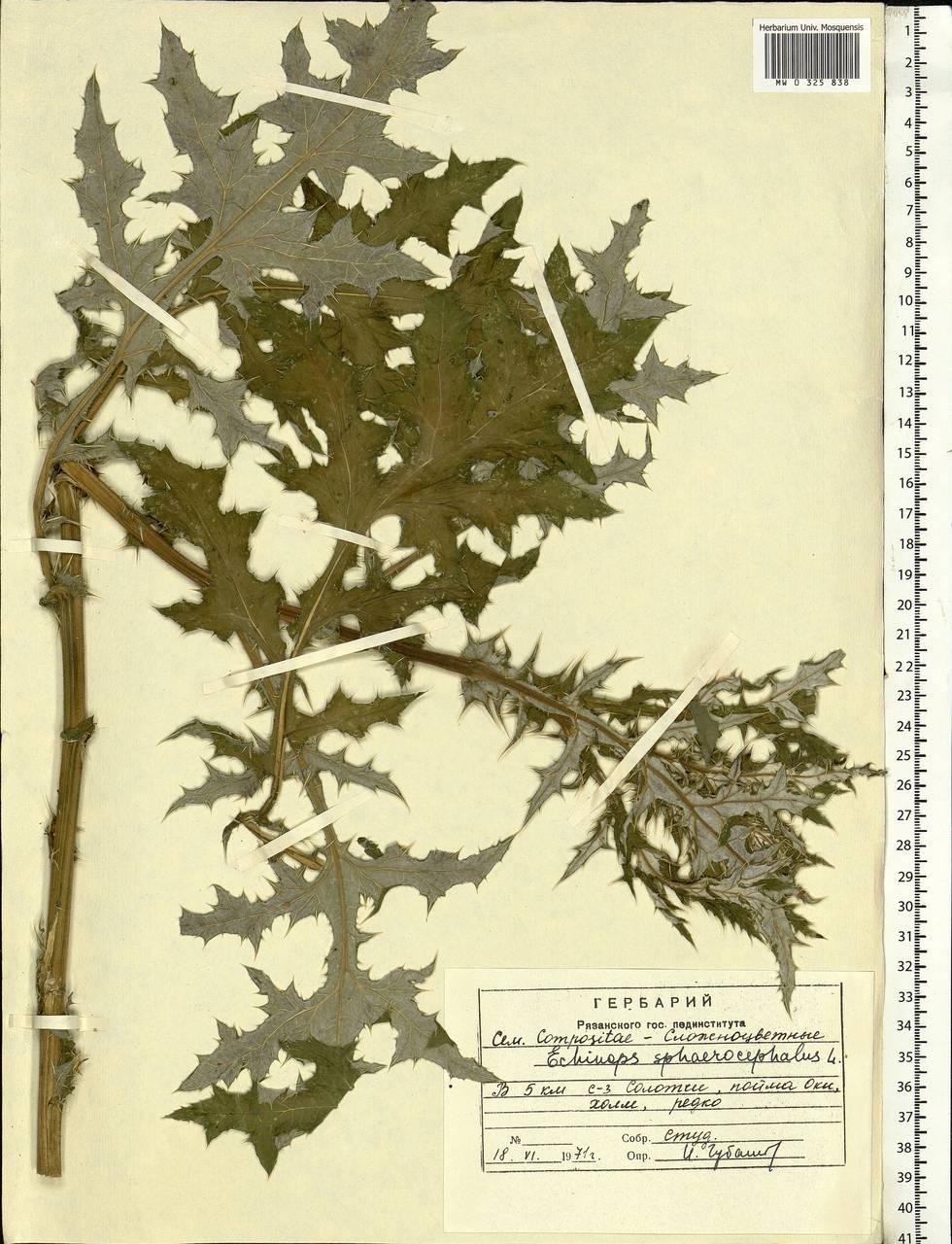 Мордовник шароголовый L., Восточная Европа, Центральный район (E4) (Россия)