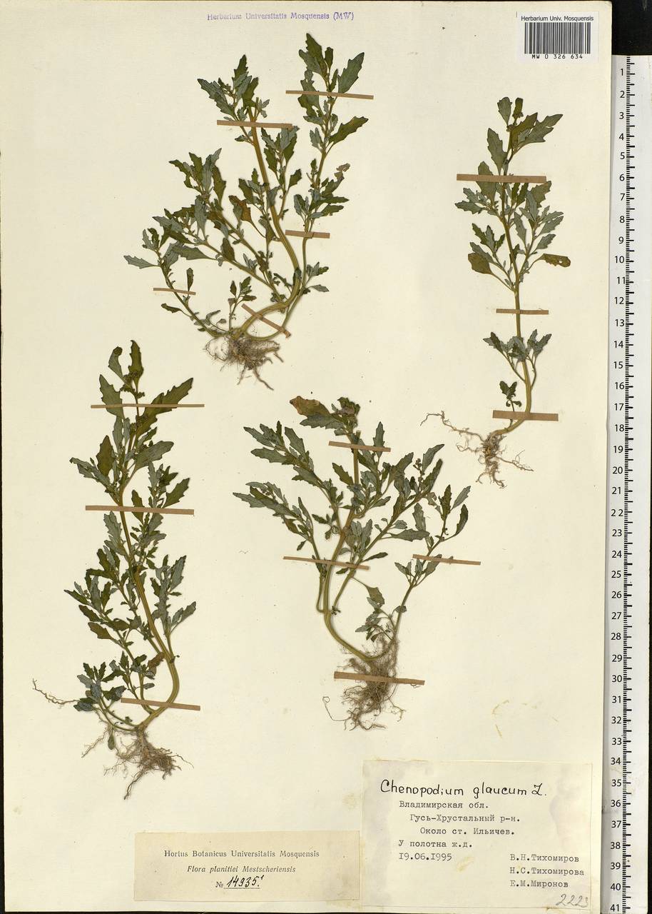 Chenopodium glaucum l. - Марь сизая