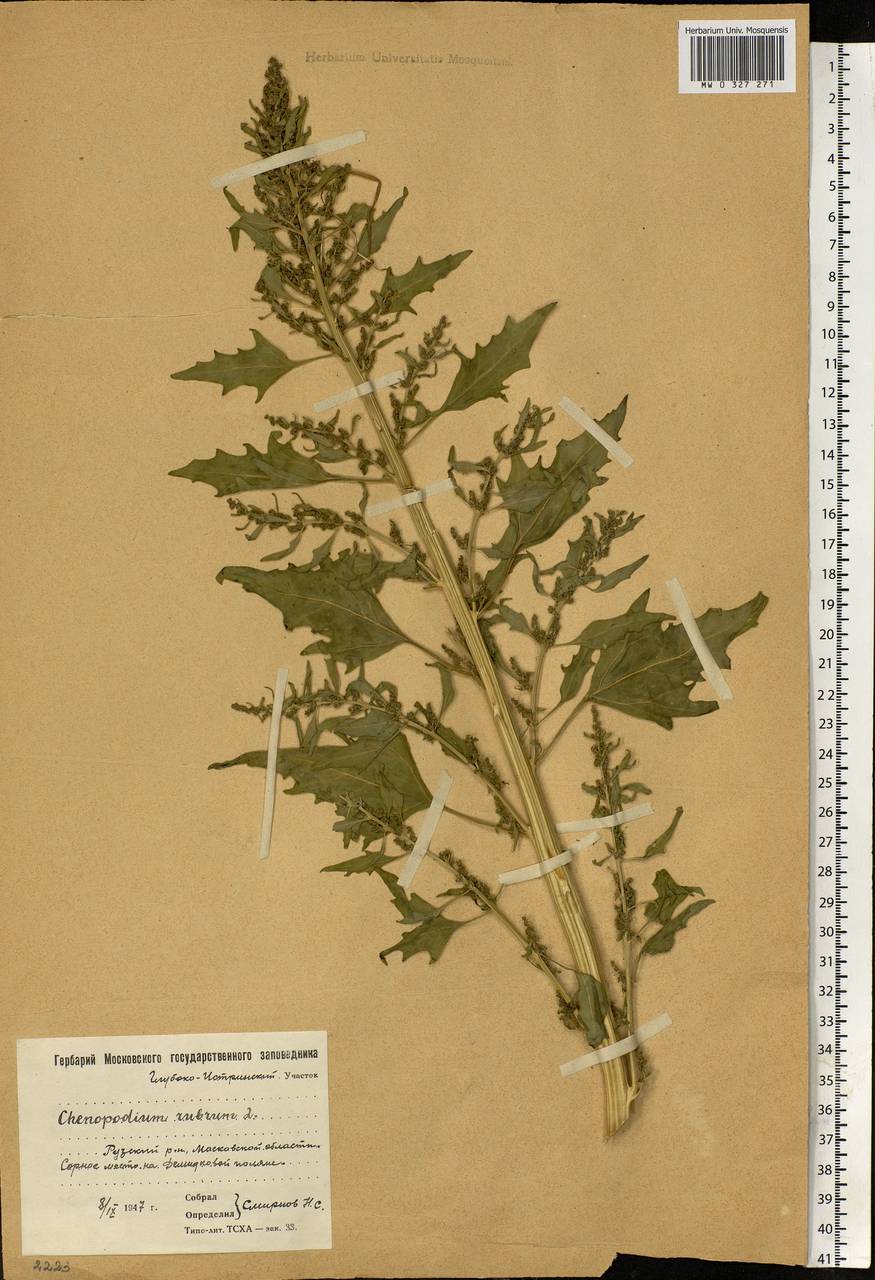 Марь красная – Chenopodium rubrum