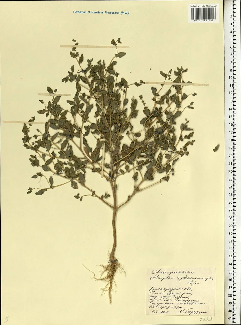 Лебеда шарообразная Iljin, Восточная Европа, Нижневолжский район (E9) (Россия)