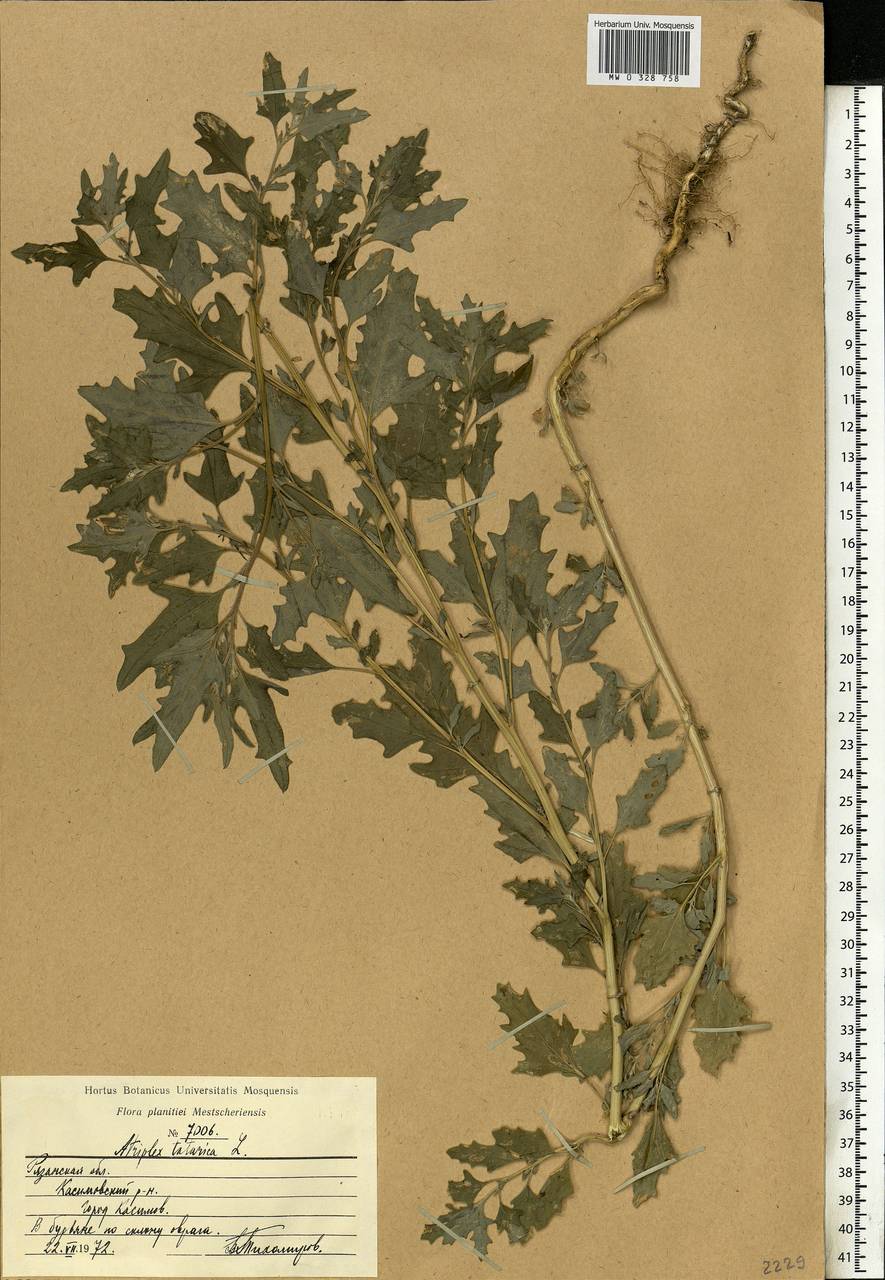 Atriplex tatarica (лебеда Татарская) ареал