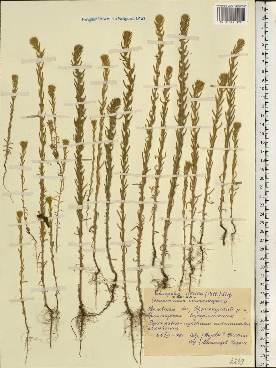 Sedobassia sedoides (Pall.) Freitag & G. Kadereit, Восточная Европа, Ростовская область (E12a) (Россия)