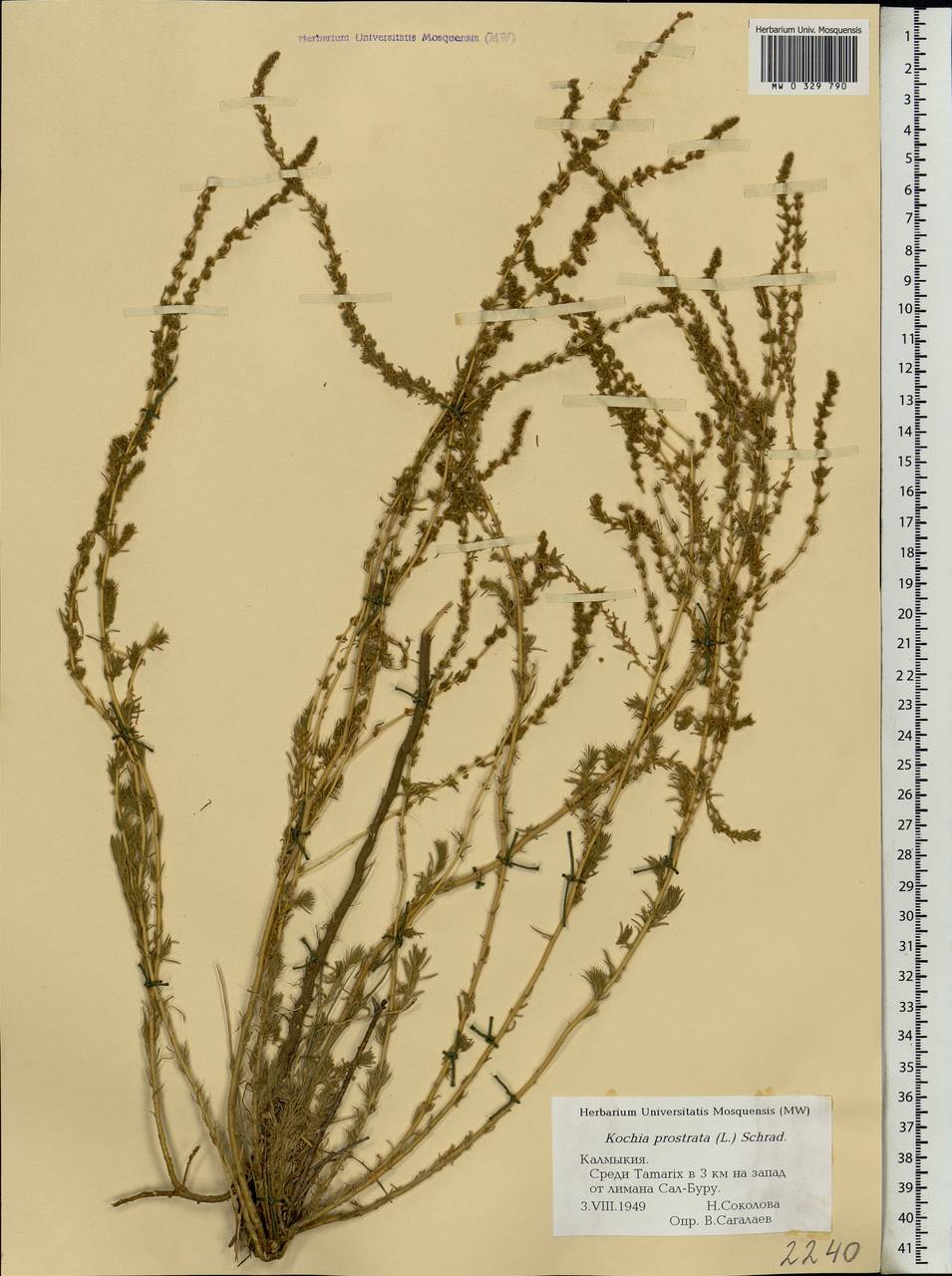 Kochia prostrata l. Schrad.