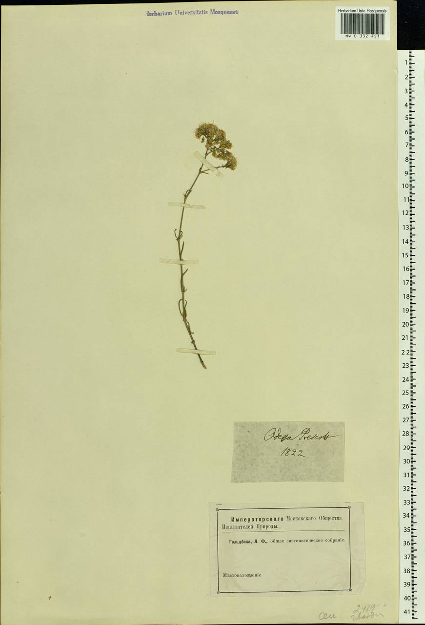Caryophyllaceae, Восточная Европа, Южно-Украинский район (E12) (Украина)