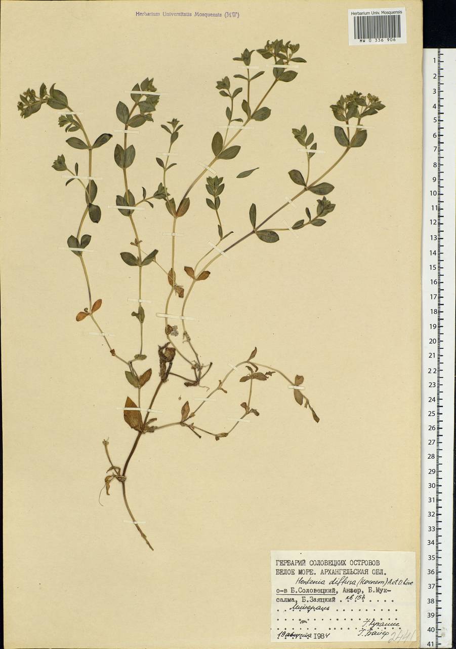 Минуарция раскидистая, Восточная Европа, Северный район (E1) (Россия)