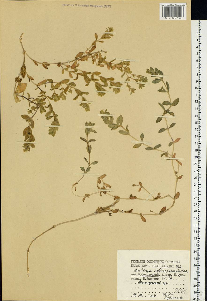 Минуарция раскидистая, Восточная Европа, Северный район (E1) (Россия)