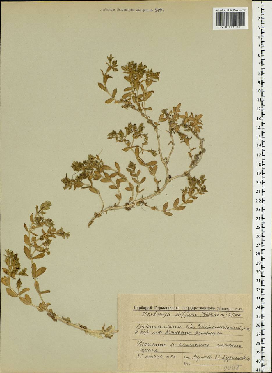 Минуарция раскидистая, Восточная Европа, Северный район (E1) (Россия)