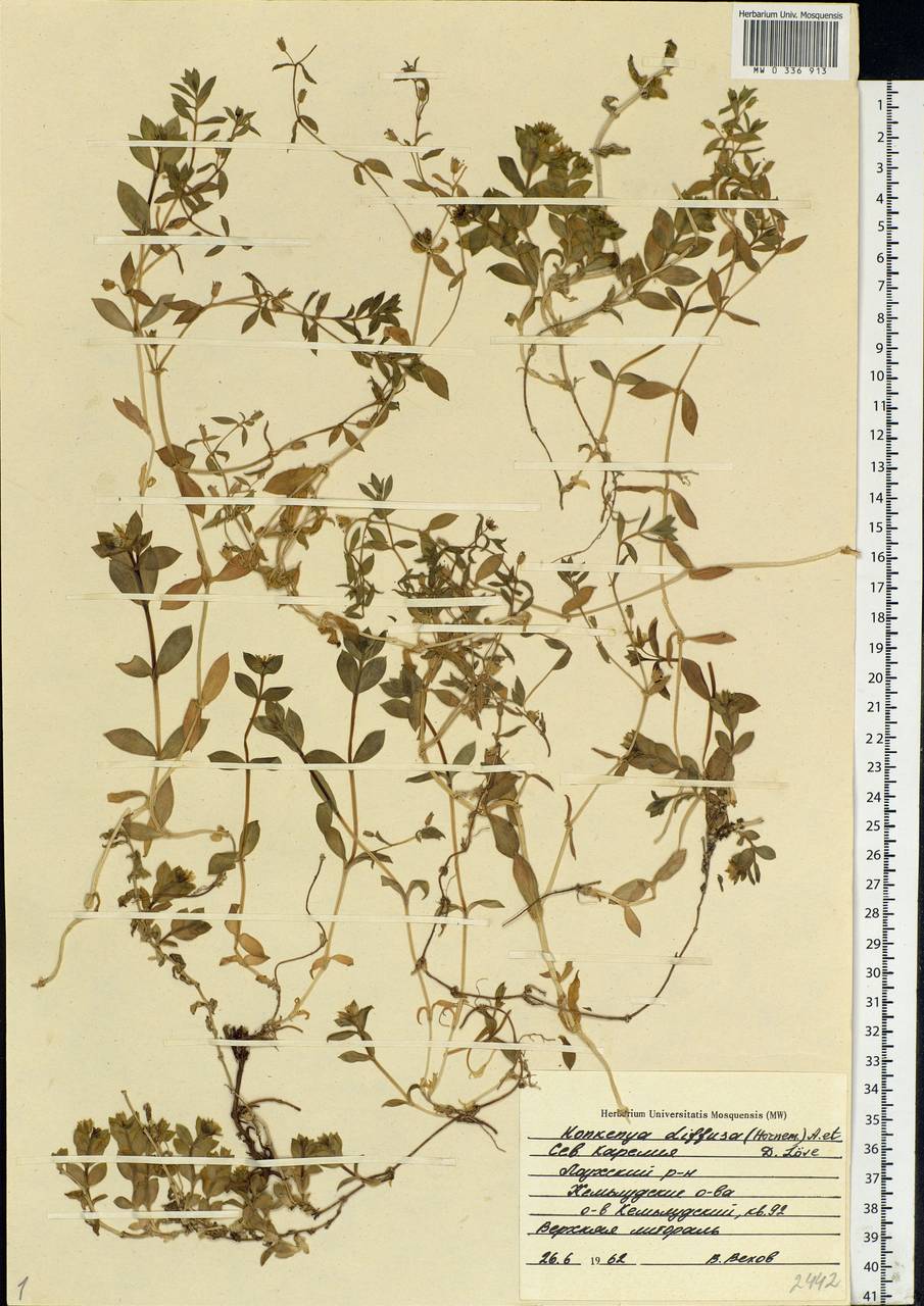 Минуарция раскидистая, Восточная Европа, Северный район (E1) (Россия)