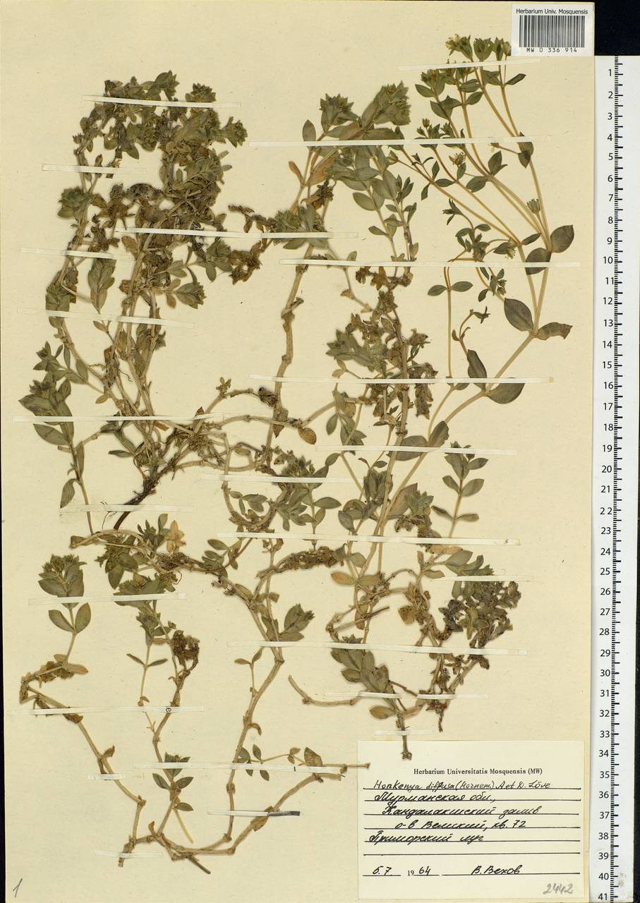 Минуарция раскидистая, Восточная Европа, Северный район (E1) (Россия)
