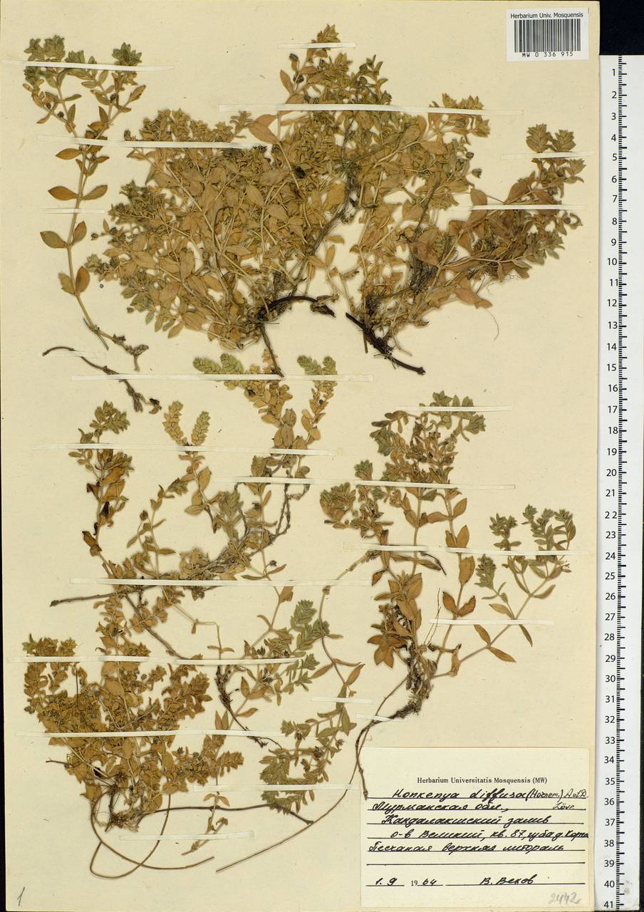 Минуарция раскидистая, Восточная Европа, Северный район (E1) (Россия)