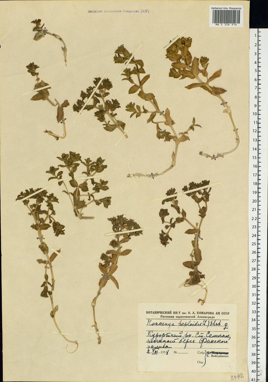 Минуарция раскидистая, Восточная Европа, Северо-Западный район (E2) (Россия)