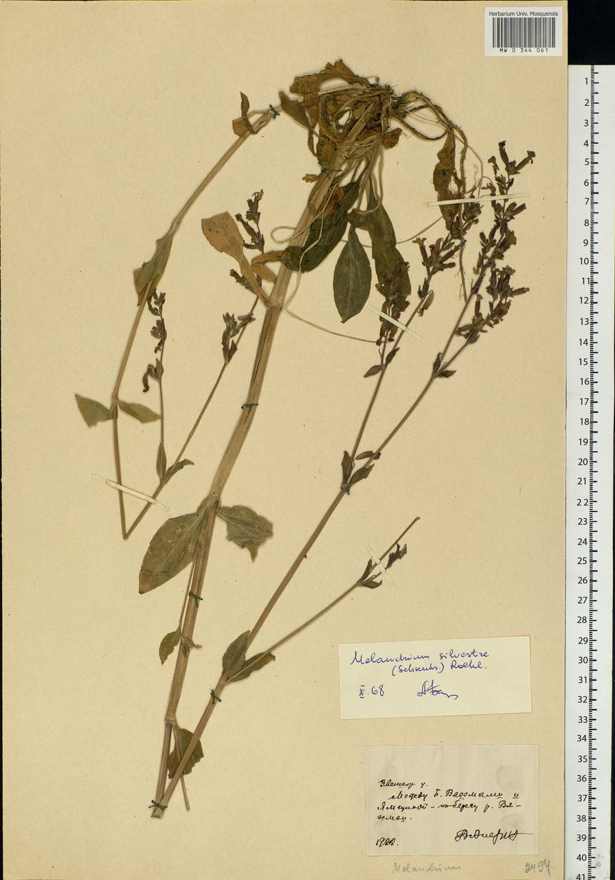 Silene dioica subsp. dioica, Восточная Европа, Московская область и Москва (E4a) (Россия)