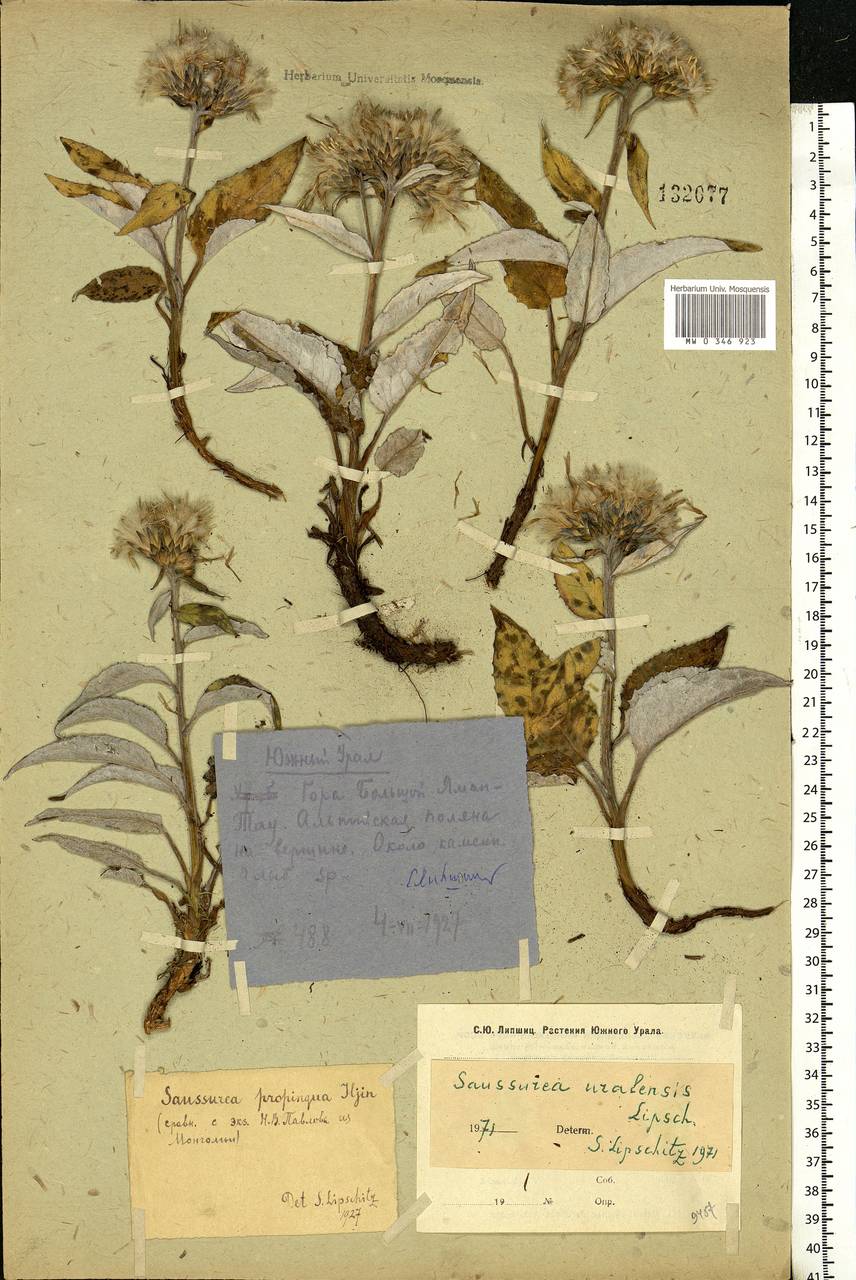 Saussurea ×uralensis Lipsch., Восточная Европа, Восточный район (E10) (Россия)