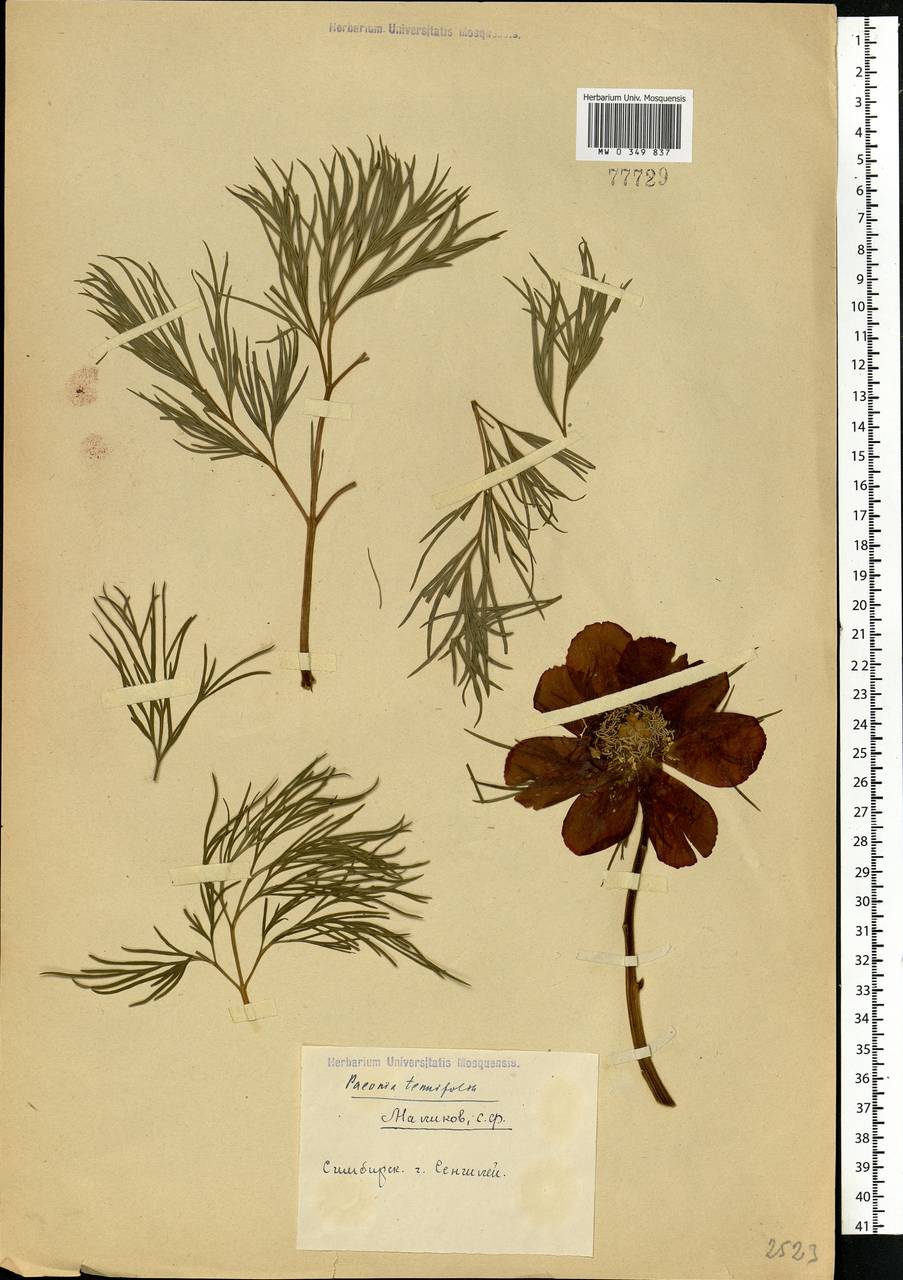 Пион тонколистный Ботаническая иллюстрация