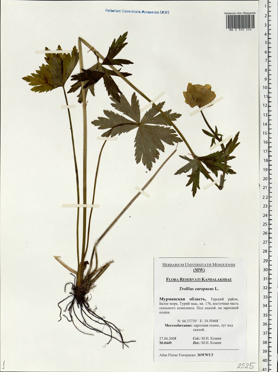 Trollius europaeus гербарий