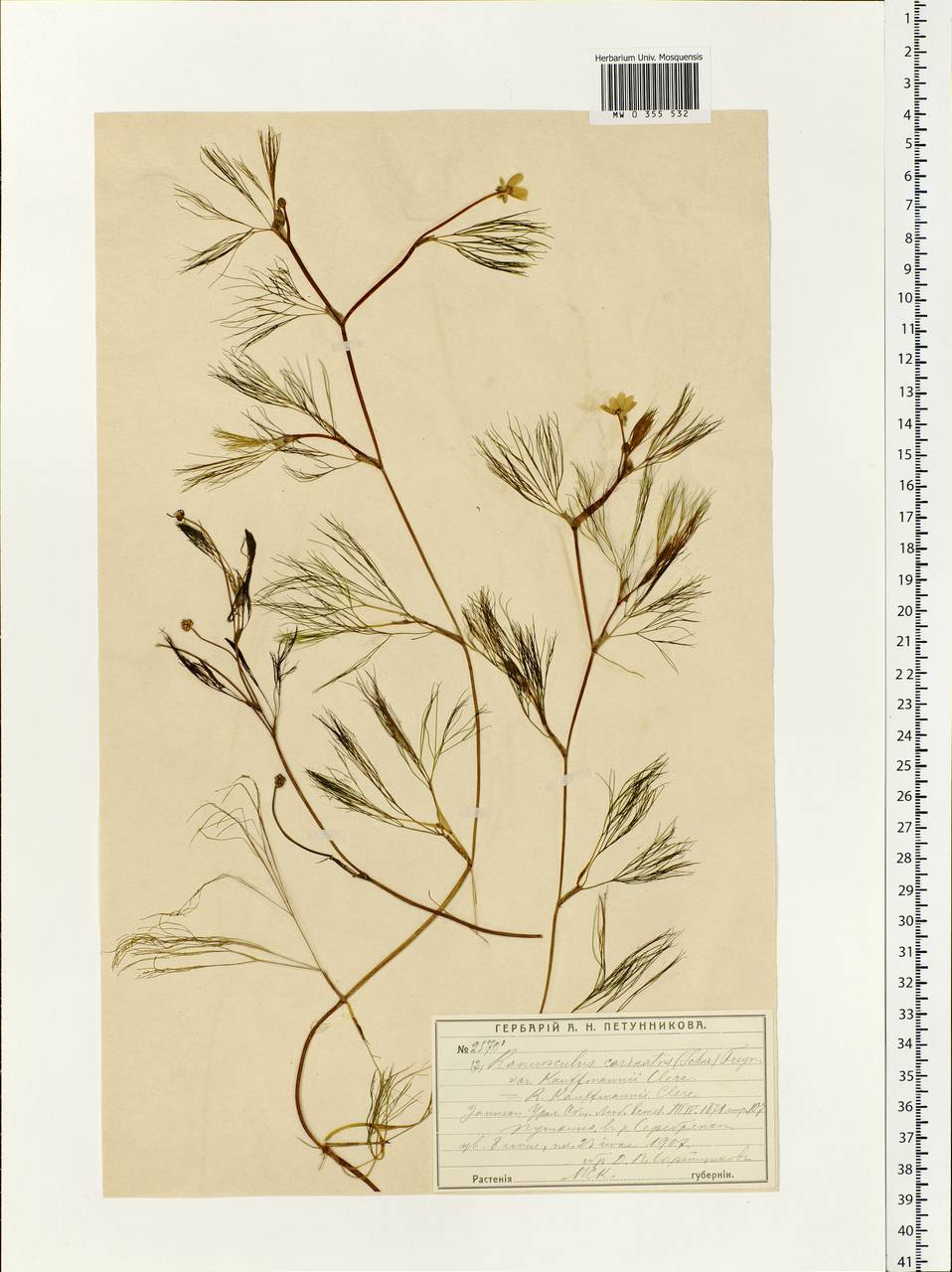 Herbarium цветы Москва