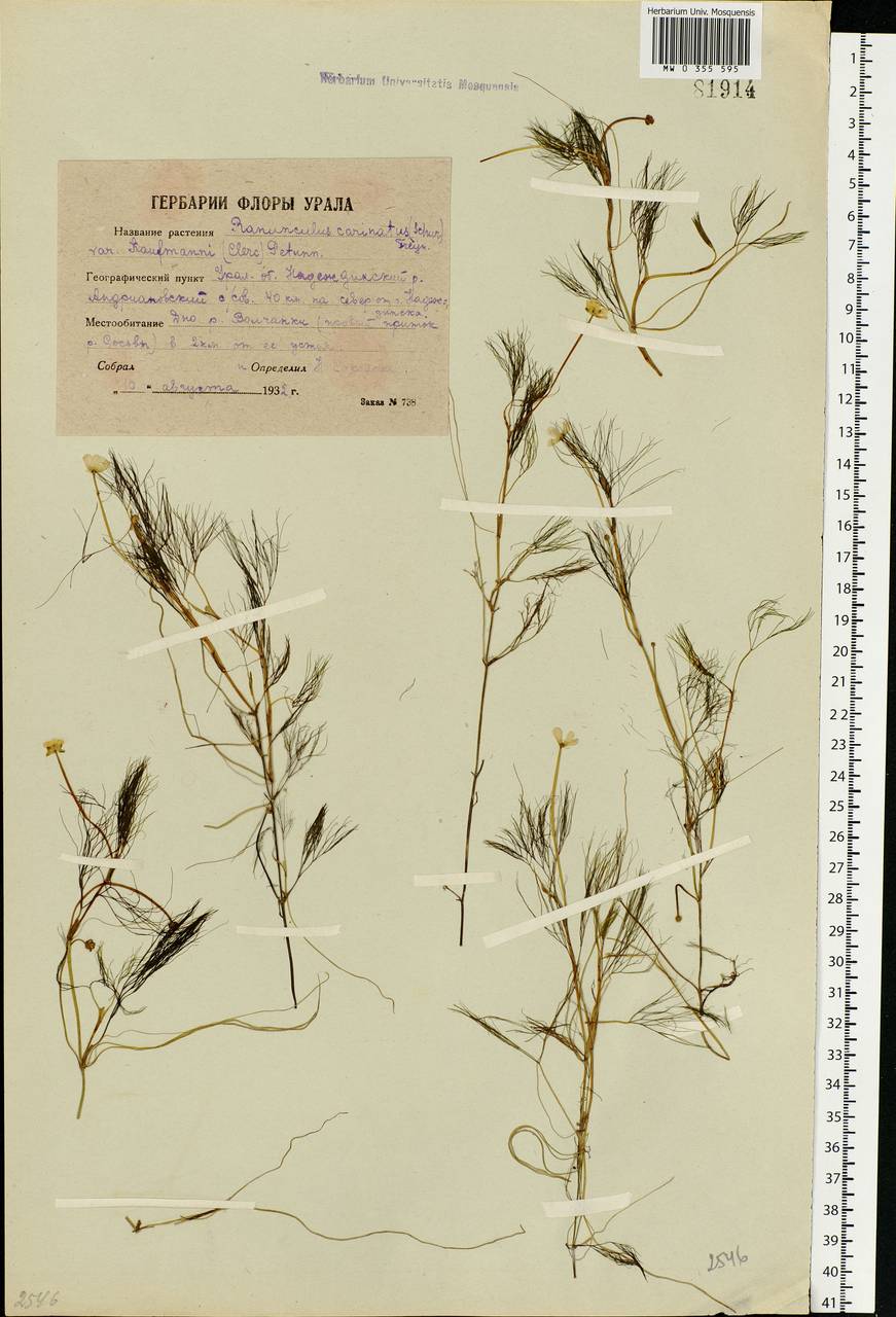 MW Herbarium