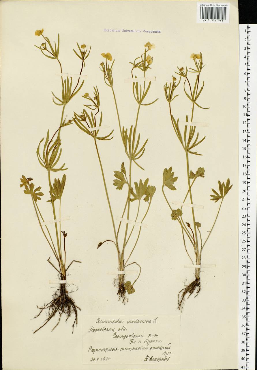 Лютик золотистый. Лютик золотистый гербарий. Лютик сухой. Лютик золотистый рисунок. Ranunculus auricomus l. высота.