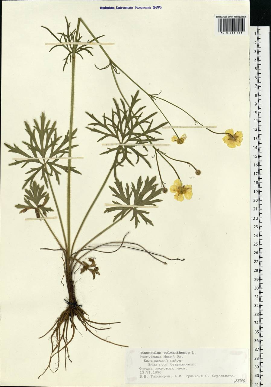 Ranunculus polyanthemos l. гербарий