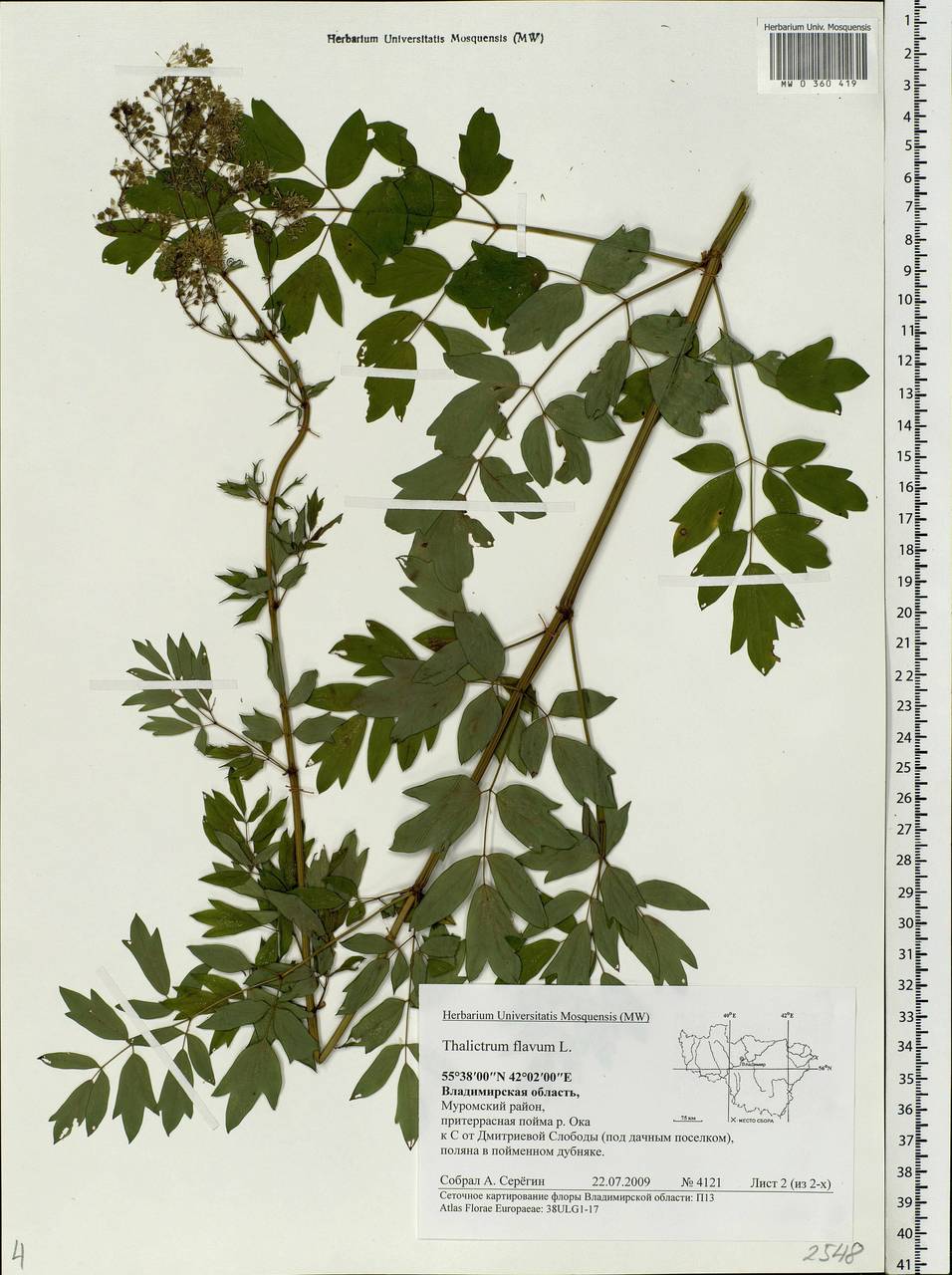 Thalictrum flavum диаграмма цветка