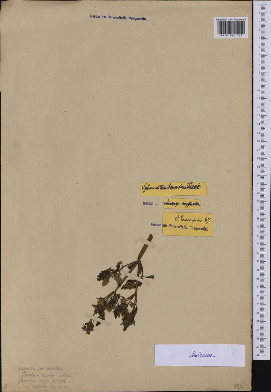 Malvaceae, Восточная Европа (без точных пунктов) (E0) (Россия)