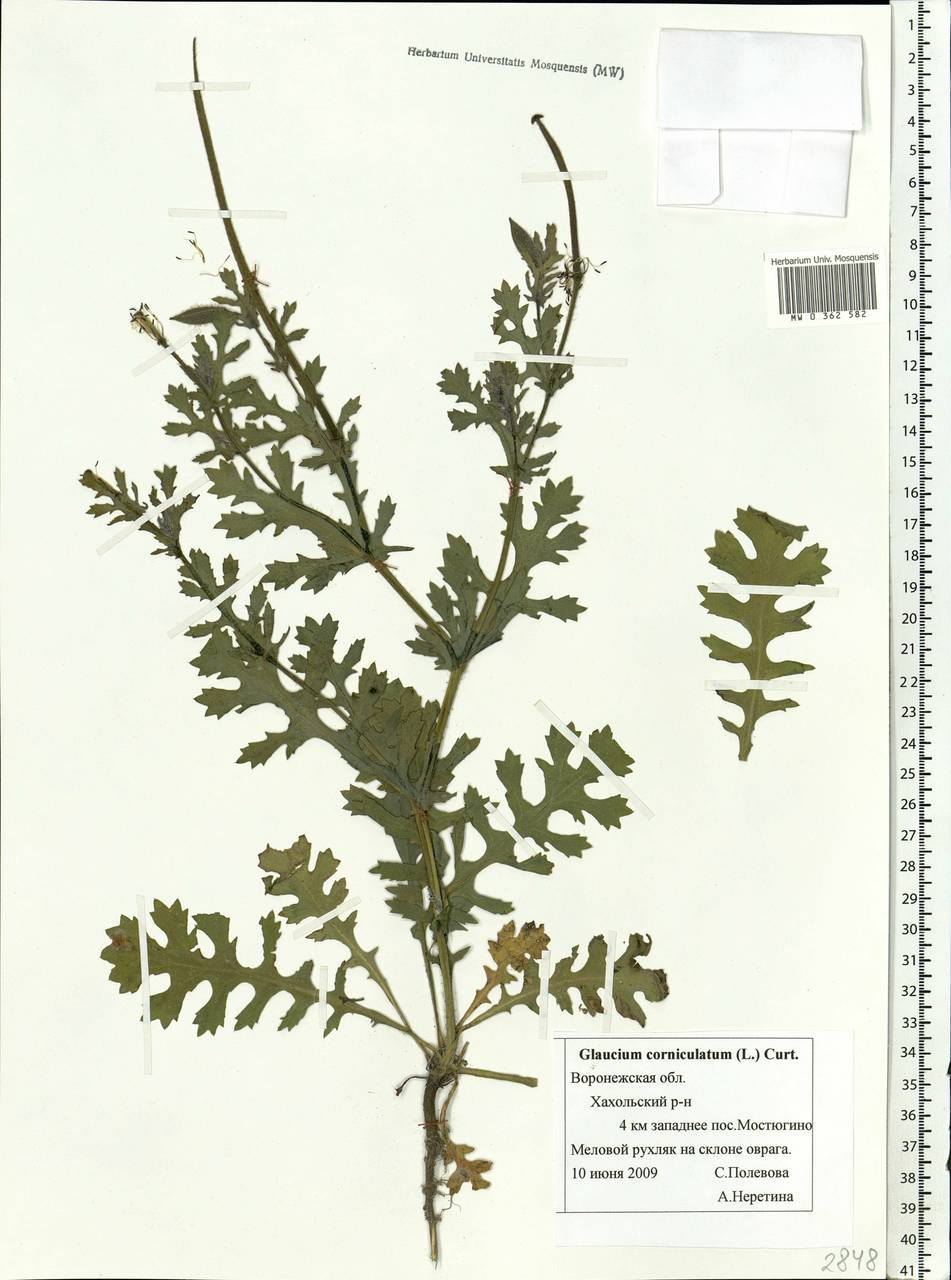 Мачок рогатый (L.) Rudolph, Восточная Европа, Центральный лесостепной район (E6) (Россия)