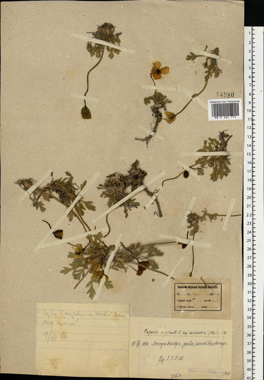 Oreomecon nudicaulis subsp. nudicaulis, Восточная Европа, Северный район (E1) (Россия)