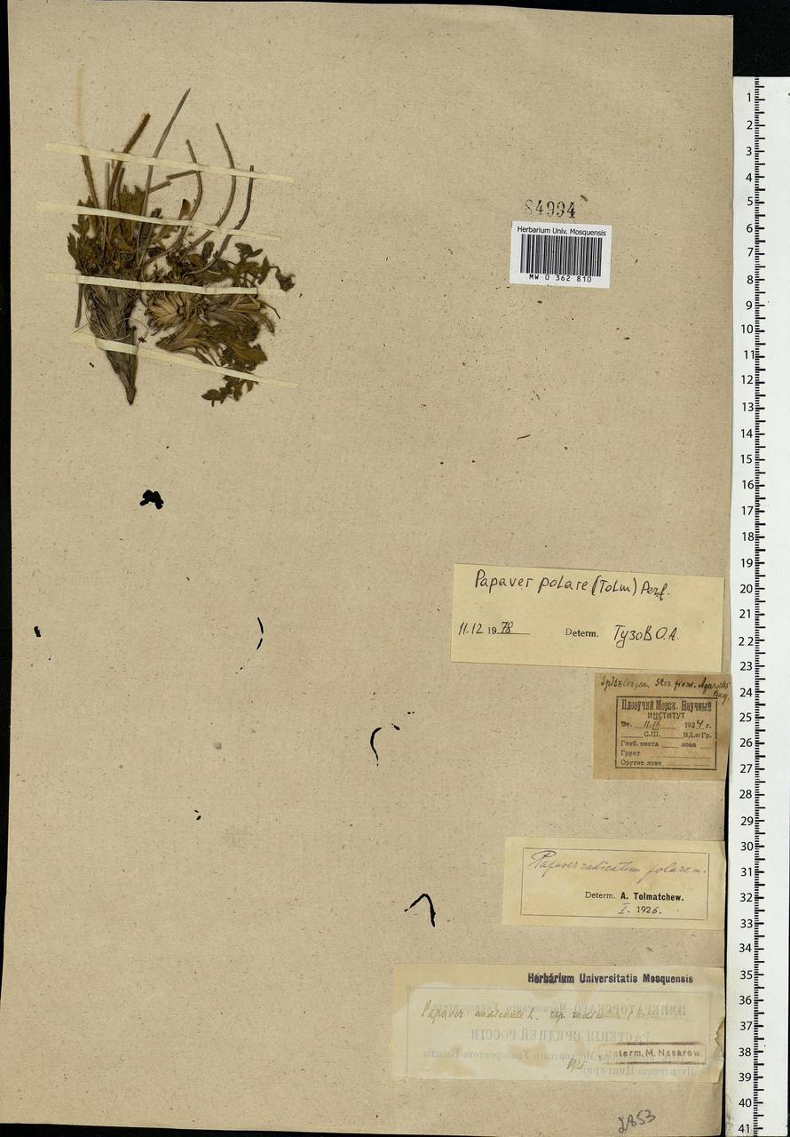 Oreomecon dahliana subsp. polaris (Tolm.) Elvebakk & Bjerke, Западная Европа (EUR) (Шпицберген и Ян-Майен)