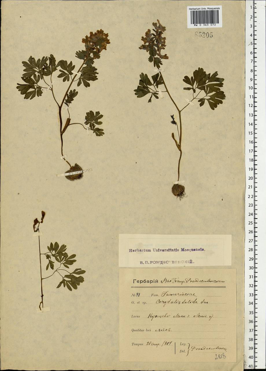 Хохлатка плотная (L.) Clairv., Восточная Европа, Московская область и Москва (E4a) (Россия)
